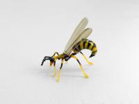 Wasp by Michael Mangiafico