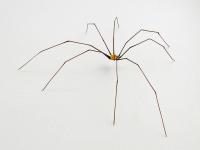 Daddy Long Legs by Michael Mangiafico