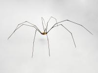 Daddy Long Legs by Michael Mangiafico