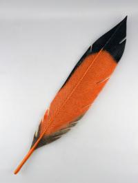 Northern Flicker Feather #3 by Michael Dupille