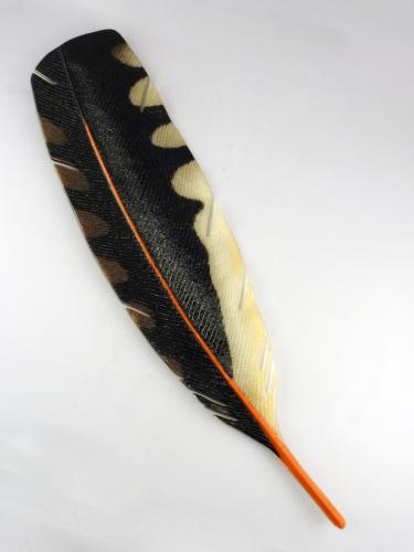Northern Flicker Feather #1 by Michael Dupille