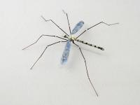 Cranefly by Michael Mangiafico