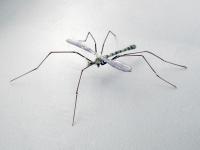 Cranefly by Michael Mangiafico